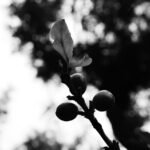 Fotografía Guatemala 30 Fotografía Blanco y Negro Guatemala